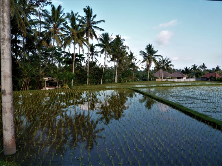 Ubud Tegallalang Bali Indonesia