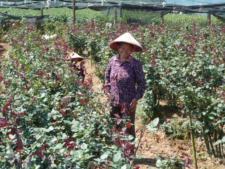 Rose field in Lao Chai Sa Pa