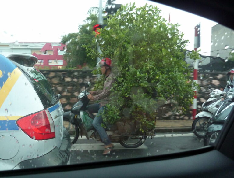 Hàng Trống Vietnam motorcycle tree transport