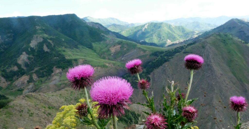 in the mountains close by Korçë Albania Fir of Drenova National Park Parku Kombëtar Bredhi i Drenovës