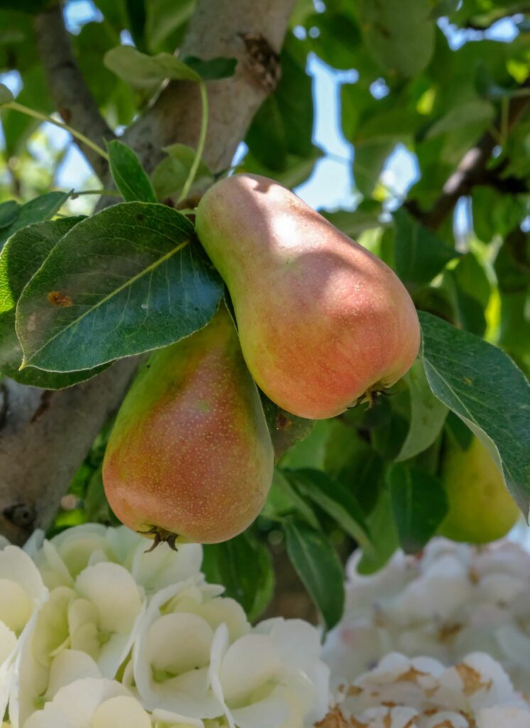 Albanian pears