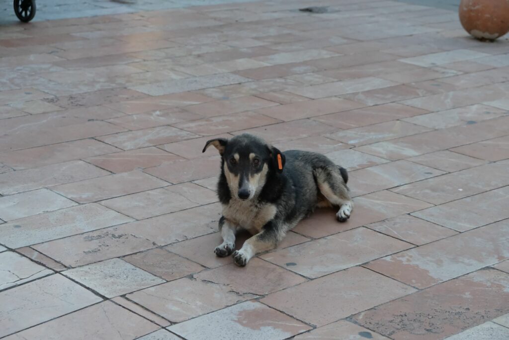 Shkodër, Albania, city dog sitting in front of these ladies...