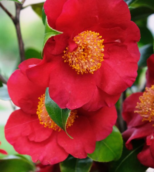 Japanese camellia, Camélia du Japon, red flowerpower, flower power, beauty, magic,