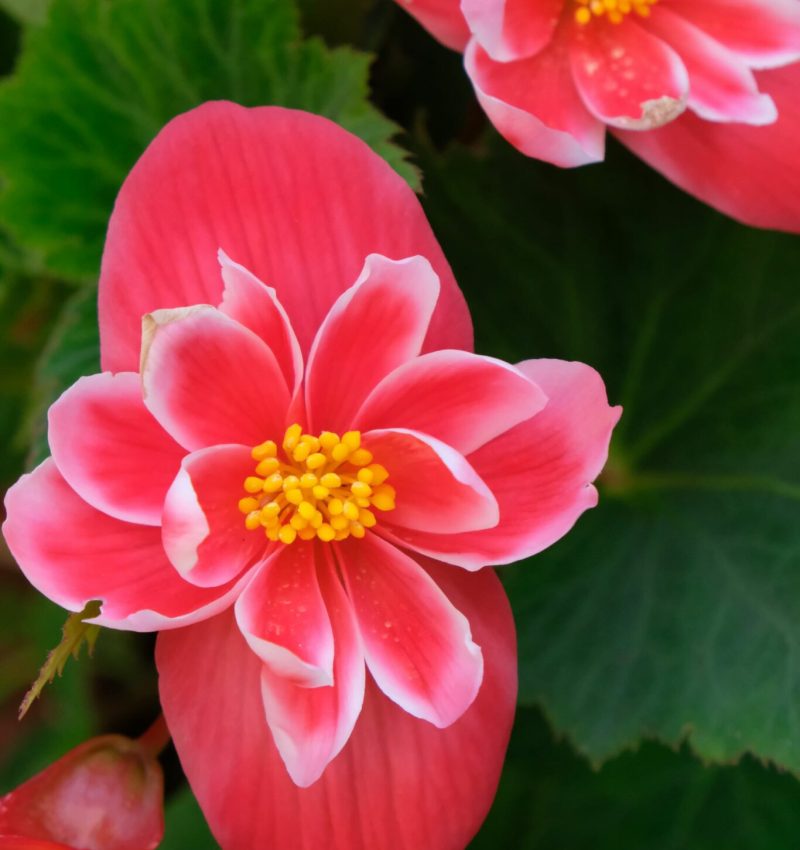 Albania Begonia grandis, the hardy begonia,[1][2] is a species of flowering plant in the family Begoniaceae.