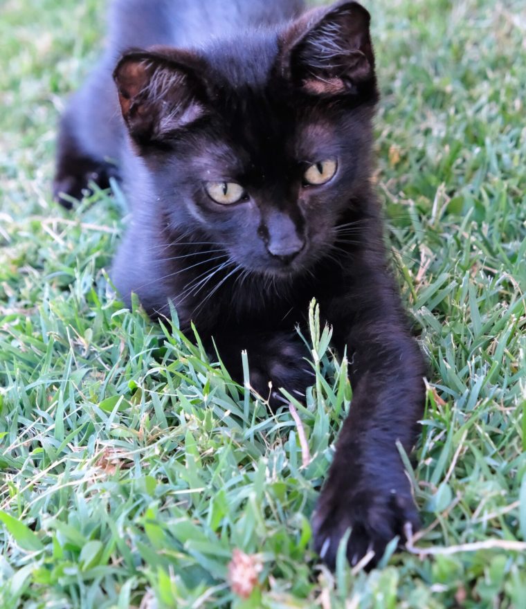 albanian cat like a tiger, hunting daily food ...