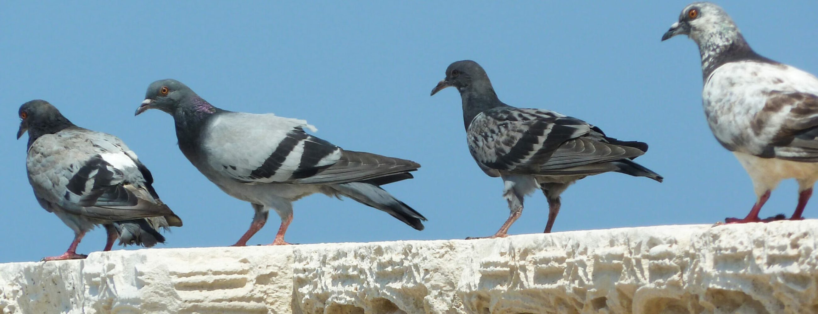 Pigeon Tauben pigeon bird Vogel oiseau blue sky