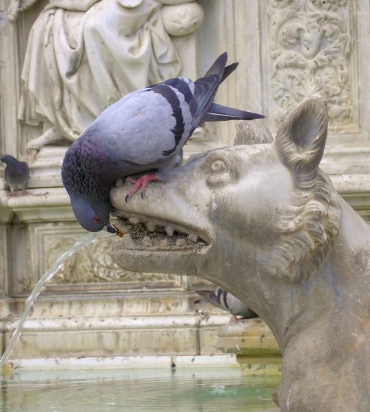 pigeon wolf fountain Taube Brunnen water & animal