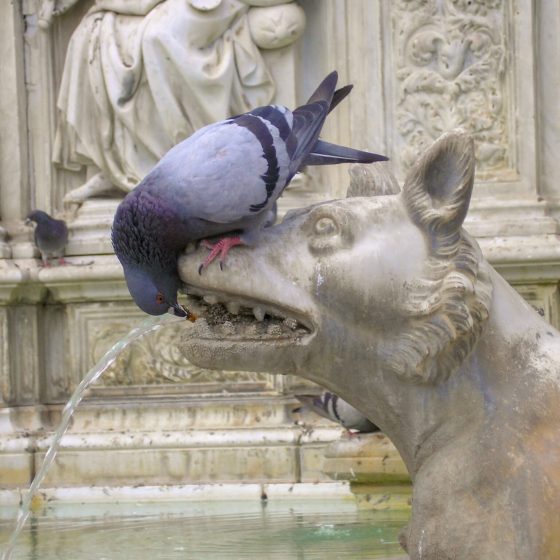 pigeon wolf fountain Taube Brunnen water & animal