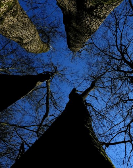 Trees blue sky winter Bäume arbres blauer Himmel