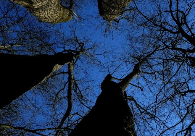 Trees blue sky winter Bäume arbres blauer Himmel